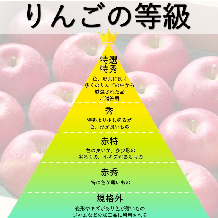 [直送商品]送料無料 長野県志賀高原産 サンふじりんご 自家用 5kg 13～20玉 【配送指定日不可】