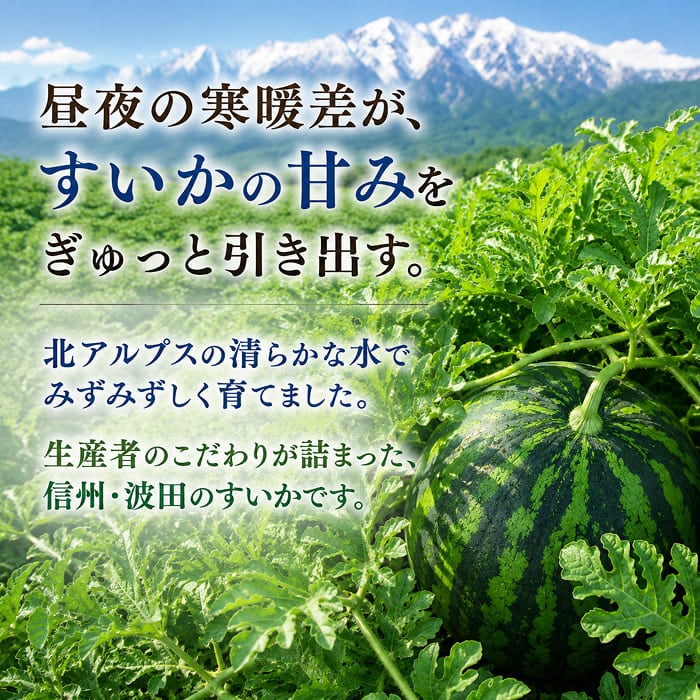 [予約直送]長野県産 波田すいか 羅皇 ザ・スウィート 3L 1玉 【綿半お中元】【7月後半～8月中旬順次発送】【配送指定日不可】