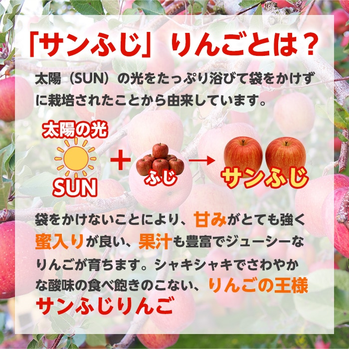 [直送商品]送料無料 長野県志賀高原産 サンふじりんご 自家用 5kg 13～20玉 【配送指定日不可】