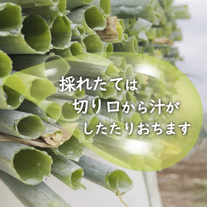 [直送10]小林ネギ園 新幸福ネギ 訳あり 5kg 【配送指定日不可】