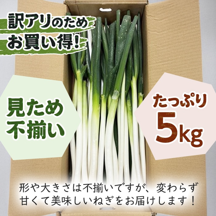 [直送10]小林ネギ園 新幸福ネギ 訳あり 5kg 【配送指定日不可】