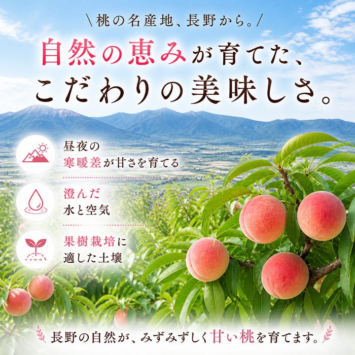 [予約直送]長野県 志賀高原産 もも 特秀 約5kg 12～16玉 送料無料 【綿半お中元】【7月後半～8月中旬順次発送】【配送指定日不可】