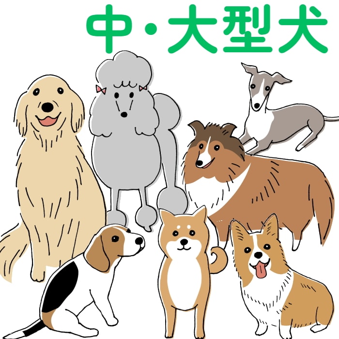 [取寄10][まとめ買い]【6個セット】小諸動物病院 デンタルガム ハードタイプ クロロフィル配合 30本入り [4589458485967]