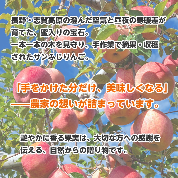 [直送商品]送料無料 長野県志賀高原産 サンふじりんご 自家用 5kg 13～20玉 【配送指定日不可】