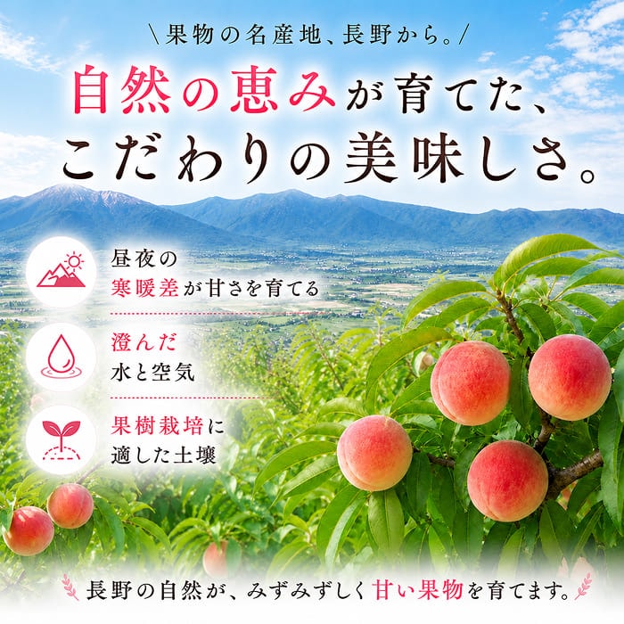 [予約直送]長野県産 シャインマスカット 種無し巨峰ぶどう 各1房 詰め合わせセット 送料無料 【綿半お中元】【7月後半～8月中旬順次発送】【配送指定日不可】