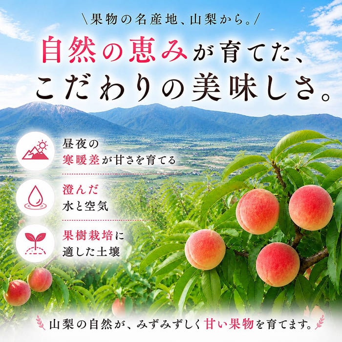 [予約直送]山梨県産 3色ぶどう(緑・赤・黒) シャインマスカット 富士の輝き サニードルチェ 種無し巨峰 ピオーネ等 (品種指定不可) 【綿半お中元】【7月後半～8月中旬順次発送】【配送指定日不可】