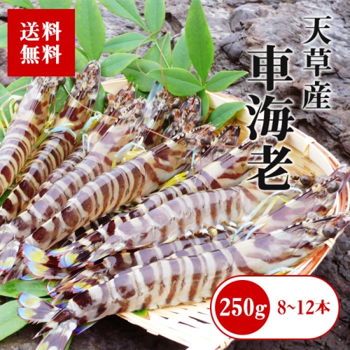 [冷凍][直送5]天草産 活け締め 冷凍 車海老 250g 送料無料