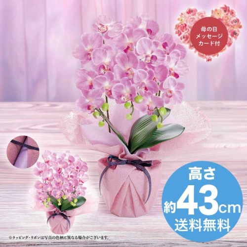 [直送商品]母の日 5/8-10お届け  アーティフィシャルフラワー ミニ胡蝶蘭3本立ち フレッシュピンク 【配送指定日不可】 (1852-113)