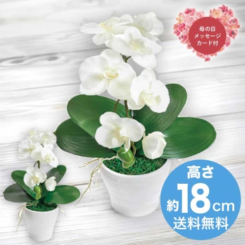 [直送商品]母の日 5/8-10お届け アークフラワースタジオ アーティフィシャルフラワー胡蝶蘭カラーズ ホワイト 【配送指定日不可】 (1852-264)