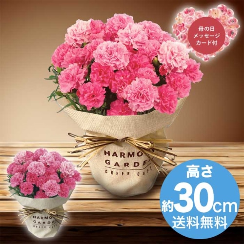 [直送商品]母の日 5/8-10お届け レイール カーネーション・ホットハート5号 【配送指定日不可】 (1853-898)