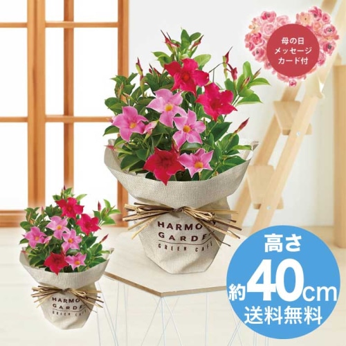 [直送商品]母の日 5/8-10お届け レイール マンデビラ リップギャル 【配送指定日不可】 (1853-975)