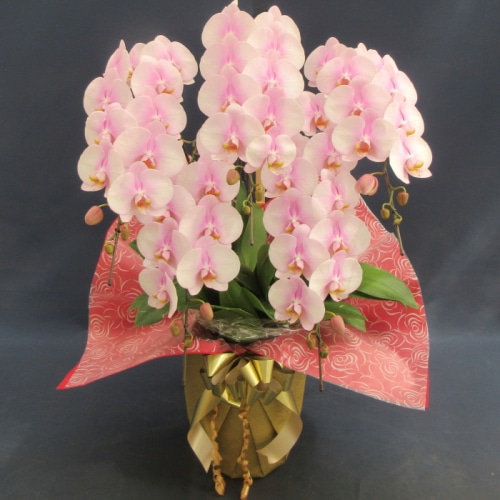[直送商品]大輪胡蝶蘭5本立 PT-5F 薄ピンク