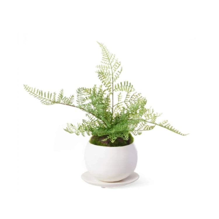 シノブ  CUPBON 盆栽(フェイクグリーン)