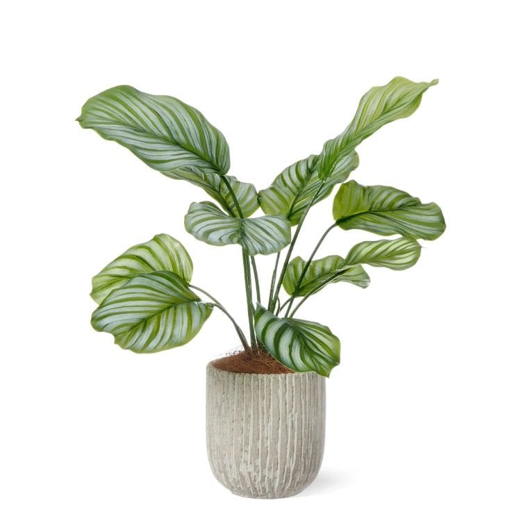 カラテア オベリスポットS (フェイクグリーン)