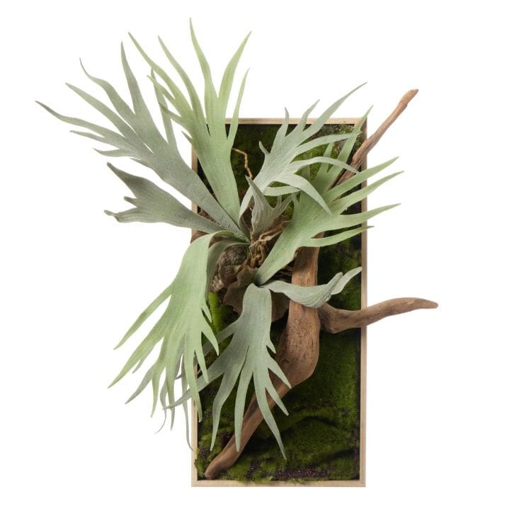 流木 苔フレーム　ビカクシダ(フェイクグリーン)